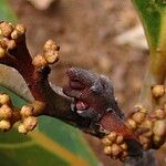 Beilschmiedia oreophila Fruto