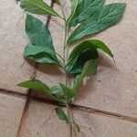 Solanum umbellatum Leaf