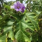 Solanum wrightii Kwiat