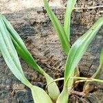 Bulbophyllum longiflorum ഇല