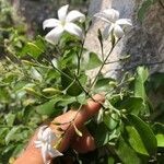 Jasminum fluminense Floare