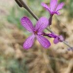 Physorhynchus chamaerapistrum 花