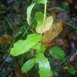 Pentanema salicinumLeaf