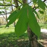 Aesculus turbinata Leaf