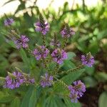 Verbena hastataᱵᱟᱦᱟ