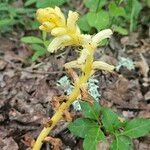 Orobanche flava Flower
