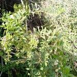 Rubia fruticosa Hoja