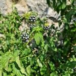 Lantana viburnoides Fruit