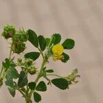 Medicago littoralis Flor