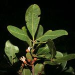 Eriotheca globosa 叶