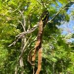 Handroanthus ochraceus Fruit