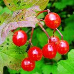 Viburnum opulus Gyümölcs