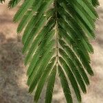 Anadenanthera colubrina ഇല