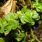 Bacopa salzmannii Habitus