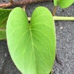 Ipomoea pes-caprae 葉