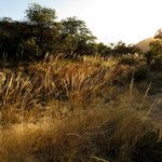 Muhlenbergia rigens Costuma