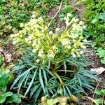 Helleborus foetidus Hábito