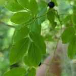 Vaccinium membranaceum List