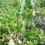 Rumex hydrolapathum Leaf