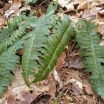 Polystichum acrostichoides ശീലം