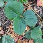 Fragaria × ananassa Lapas