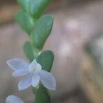 Angraecum aporoides Flower