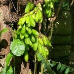 Averrhoa bilimbi Frucht