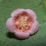 Fevillea cordifolia Fruit