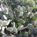 Opuntia littoralis List