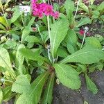 Primula pulverulenta Hábito