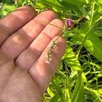 Polygonum lapathifolium ᱵᱟᱦᱟ