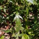 Lepidium densiflorum Лист