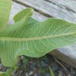 Asclepias viridiflora Ліст