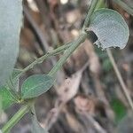 Barleria cristata 樹皮