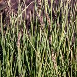 Carex nigra Frucht