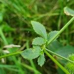 Sanicula canadensis Hoja