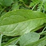 Crepis pontana Leaf