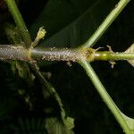 Notopleura capacifolia Corteza