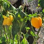 Capsicum chinense Fruit