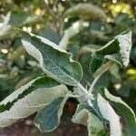 Malus domestica Leaf