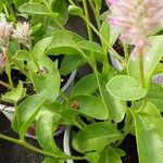 Ptilotus extenuatus Hoja