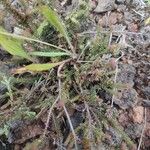 Erica galioides Hoja