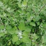 Chenopodium opulifolium Flower