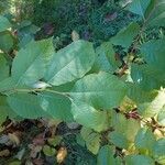 Pterostyrax hispidusFoglia