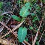 Rumex pulcher Habitus