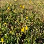 Linaria spartea Habit