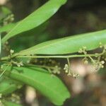 Nectandra turbacensis 葉