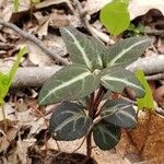 Pyrola picta Leaf