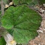 Asarina procumbens Folha