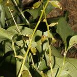 Dioscorea alata Frucht